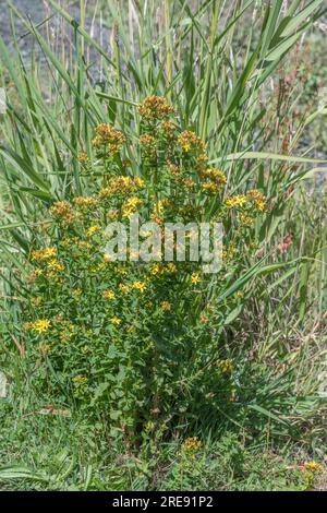 Weitwinkel eines Haufen St. Johanniskraut/Hypericum perforatum, das in einigen Langgras im Vereinigten Königreich wächst. Seit Jahrhunderten bekannte Heilpflanze. Stockfoto