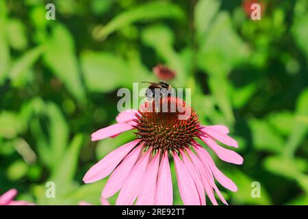 Hummel auf Echinacea Blume. Stockfoto