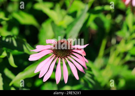 Hummel auf Echinacea Blume. Stockfoto