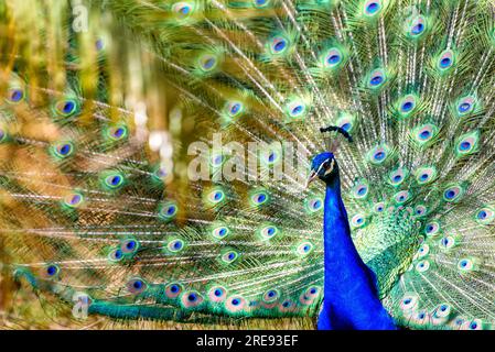 pfau im Frühling mit schönen Federn Stockfoto
