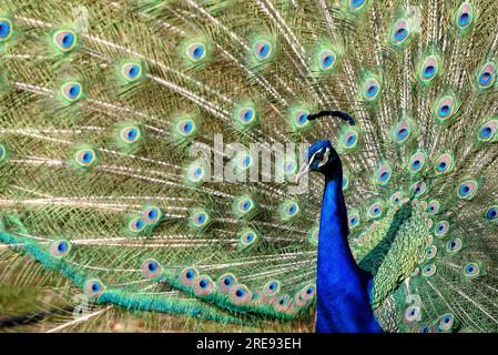 pfau im Frühling mit schönen Federn Stockfoto