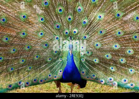 pfau im Frühling mit schönen Federn Stockfoto