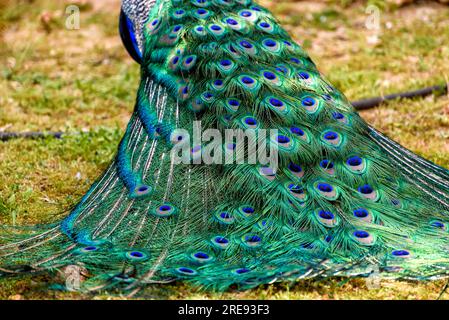 pfau im Frühling mit schönen Federn Stockfoto