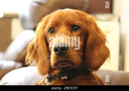 Irisches rotes Setter-Hündchen Stockfoto