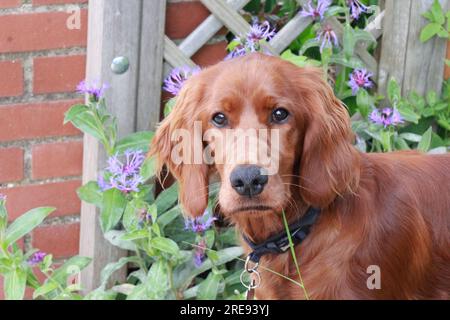 Nahaufnahme des irischen roten Setter-Hündchens im Garten Stockfoto