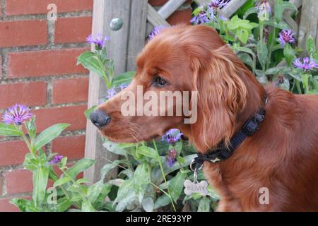 Nahaufnahme des irischen roten Setter-Hündchens im Garten Stockfoto