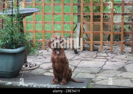 Irisches rotes Setter-Hündchen, das im Garten sitzt Stockfoto