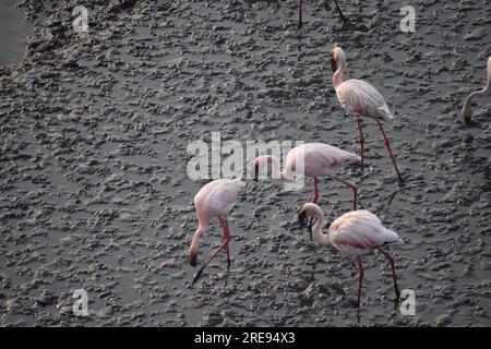 Eine Gruppe kleinerer Flamingos wird bei verschiedenen Aktivitäten auf dem Meeresboden beobachtet Stockfoto