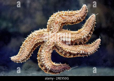 Seesterne schwimmen im Meerwasser in der Nähe des Bodens. Wildes Meer und Ozean Natur und Tiere Thema Stockfoto