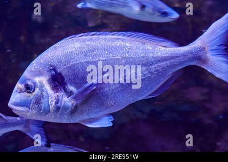 Große Goldfische schwimmen im Aquarium mit anderen Fischen. Wildes Meer und Ozean Natur und Tiere Thema Stockfoto