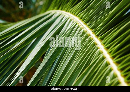 Langer Palmenzweig mit hellgrünen Blättern mit Licht und Schatten. Dschungelwald und tropische Hintergründe Stockfoto
