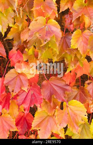 Voller Rahmen aus orangefarbenen, gelben und roten Weinblättern im sonnigen Garten Stockfoto