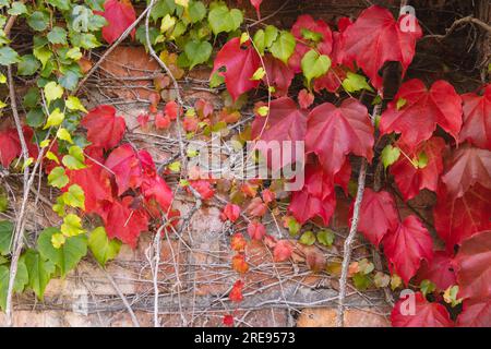 Grüne und rote Blätter von Weinreben klettern in einem sonnigen Garten auf eine Ziegelwand Stockfoto