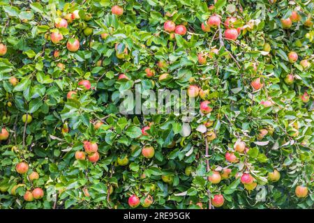 Rote Äpfel wachsen in einem Baum Stockfoto