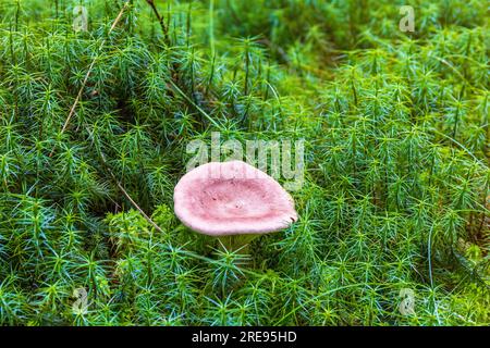 Pilze wachsen in grünem Moos mit Haarkappen Stockfoto