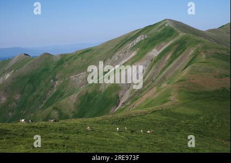 Kühe, die am Sommertag in den Aragon-Pyrenäen in Bisaurin, Spanien, auf Ackerwiesen weiden, die in der Natur vor felsigen Bergen liegen Stockfoto