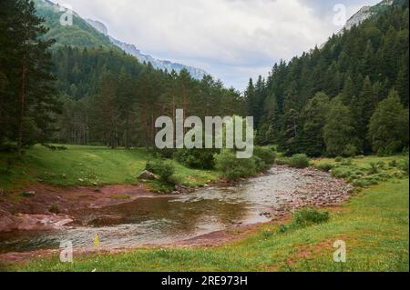 Schneller Wasserstrom mit Steinen, der zwischen grasbedeckten Ufern mit hohen grünen Nadelbäumen fließt, die in der Natur in den Aragon-Pyrenäen in Subordan in Spanien wachsen Stockfoto