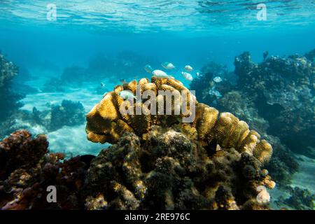 Herrlicher Unterwasserblick auf verschiedene Korallen und grüne Pflanzen, die bei Tageslicht auf den Inseln Moorea und Tahi in tiefblauem Wasser wachsen Stockfoto