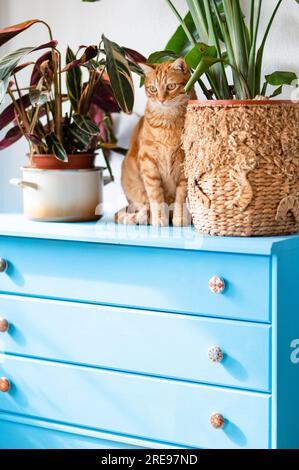 Süße, fokussierte Ingwerkatze, die zwischen Topfpflanzen über einem blauen Schrank in einem hellen Raum sitzt und in die Kamera schaut Stockfoto