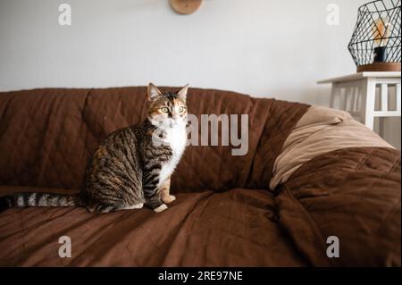 Eine bezaubernde dreifarbige Tabby-Katze, die auf einem Sofabett aus weicher Baumwolle steht und sich in einem gemütlichen Wohnzimmer mit weißer Wand ausruht und wegblickt Stockfoto