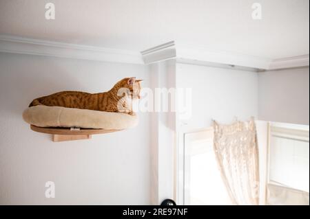 Von unten sehen Sie die süße Ingwerkatze, die auf dem Bett an der Wand nahe an der Decke des modernen Wohnzimmers liegt, während sie hinschaut und sich ausstreckt Stockfoto