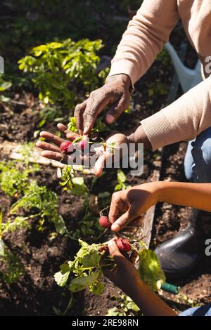 Mittelteil eines afroamerikanischen Großvaters und Enkels, der Rettich im Garten hält Stockfoto