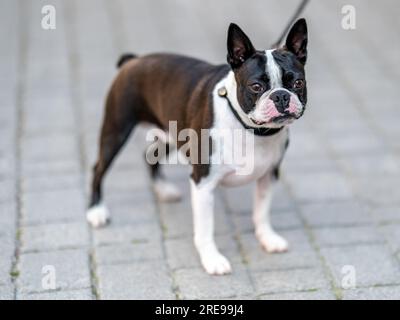 Porträt eines zweijährigen Boston Terrier in Schweden Stockfoto