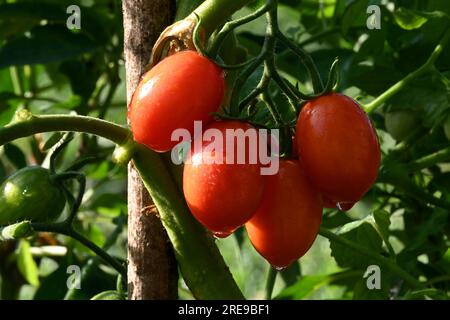 Ein Haufen von vier frischen roten Tomaten mit Wassertröpfchen, die an der Weinrebe hängen und im Sommer in einem sonnendurchfluteten Bio-Garten wachsen Stockfoto