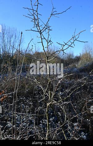 Dornäste in der Winterlandschaft Stockfoto