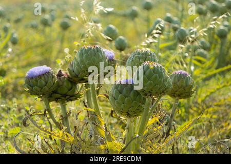 Frische Artischocken mit angehenden Blütenknospen, die am Tag auf dem Ackerfeld in der Sonne vor verschwommener Landschaft wachsen Stockfoto