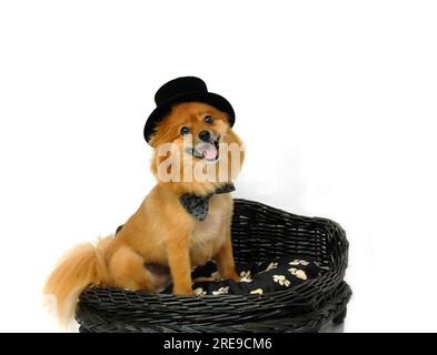 Pommern feiert das neue Jahr mit einem schwarzen Hut und einer Fliege. Er sitzt in einem schwarzen Hundebett und seine Zunge hängt heraus. Stockfoto