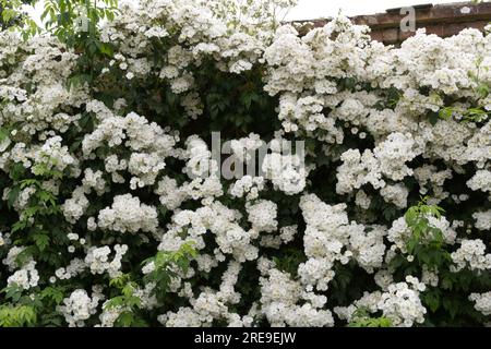 Weiße Sommerblumen von Rassler Rose, Rosa Rambling Rektor im britischen Garten Juni Stockfoto