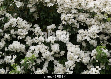 Weiße Sommerblumen von Rassler Rose, Rosa Rambling Rektor im britischen Garten Juni Stockfoto