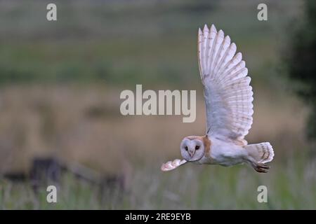 Scheunen-Eule (Tyto alba) fliegt und schaut sich den Fotografen Norfolk Juli 2023 an Stockfoto