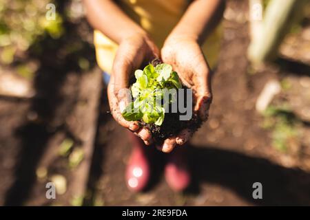 Mittelteil eines afroamerikanischen Jungen, der ein gelbes T-Shirt trägt und Setzlinge im Garten hält Stockfoto