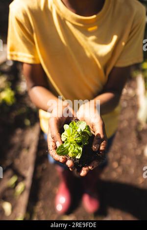 Mittelteil eines afroamerikanischen Jungen, der ein gelbes T-Shirt trägt und Setzlinge im Garten hält Stockfoto