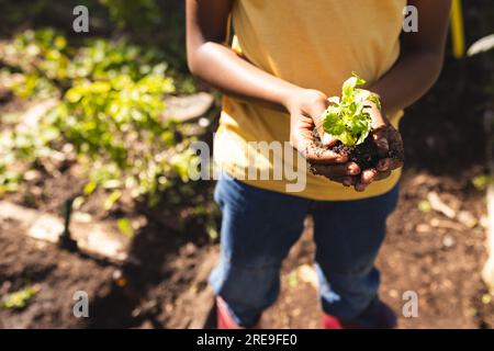 Mittelteil eines afroamerikanischen Jungen, der ein gelbes T-Shirt trägt und Setzlinge im Garten hält Stockfoto