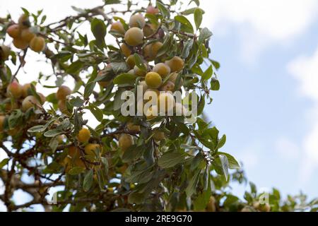 Nahaufnahme von Mirabelle-Pflaumen, die noch vom Baum hängen. Stockfoto