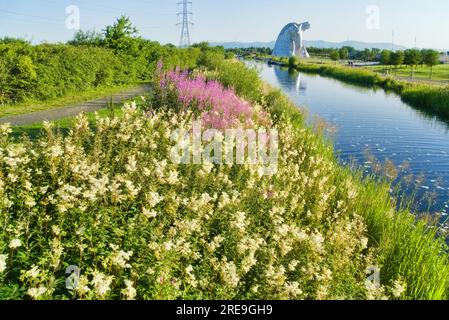 Die Kelpies mit leuchtenden und bunten Wildblumen auf Forth und Clyde Canal Bank. Helix Public Park, Falkirk, Stirlingshire, Central, Schottland, UK Stockfoto