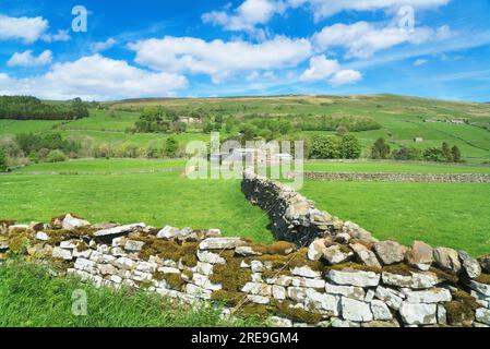 Blick nach Norden über Ackerland am Fluss Swaledale, zwischen Gunnerside und Muker Barns und trockenen Steinmauern mit berühmten Mustern. Am Fluss Swale Stockfoto