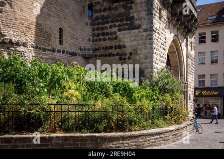 Am historischen Stadttor Severinstorburg am Chlodwig-Platz im südlichen Teil der Stadt Köln, Deutschland, loben Sie. Weinreben an der Severinst Stockfoto