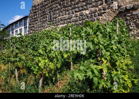 Am historischen Stadttor Severinstorburg am Chlodwig-Platz im südlichen Teil der Stadt Köln, Deutschland, loben Sie. Weinreben an der Severinst Stockfoto