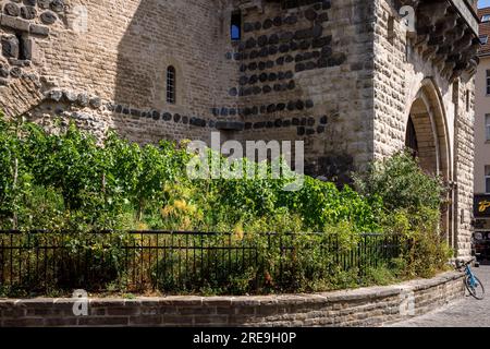 Am historischen Stadttor Severinstorburg am Chlodwig-Platz im südlichen Teil der Stadt Köln, Deutschland, loben Sie. Weinreben an der Severinst Stockfoto