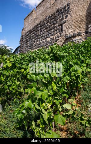 Am historischen Stadttor Severinstorburg am Chlodwig-Platz im südlichen Teil der Stadt Köln, Deutschland, loben Sie. Weinreben an der Severinst Stockfoto