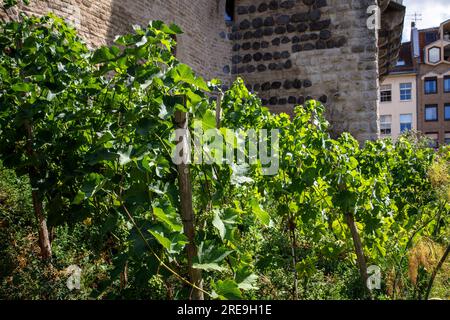 Am historischen Stadttor Severinstorburg am Chlodwig-Platz im südlichen Teil der Stadt Köln, Deutschland, loben Sie. Weinreben an der Severinst Stockfoto