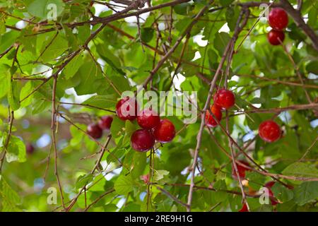 Prunus cerasifera ist eine Pflaumenart, die unter den gebräuchlichen Namen Cherry Pflum und Myrobalan Pflum bekannt ist. Stockfoto