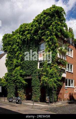 Mit Pflanzen überdachtes Haus in der Straße Grosse Witschgasse, Fassadengrün, Köln, Deutschland. Begruentes Haus in der Straße Grosse Witschgasse, Fass Stockfoto