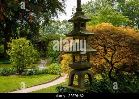 Steinlaterne vor einem japanischen Ahornbaum (Acer japonicum) in Leverkusen, Nordrhein-Westfalen, Deutschland. Steinlaterne vor eine Stockfoto