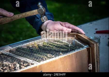 Ein Insektenhaus von Hand bauen. Stockfoto