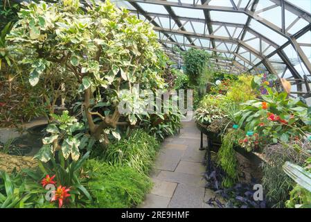 Inverness Botanic Gardens liegen in der Nähe des Flusses Ness am Westufer. Tropische Pflanzen Guzmania lingulata bromeliad. Inverness, Schottland, Großbritannien Stockfoto